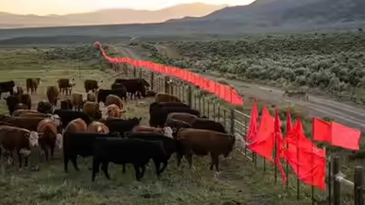 Ne tel örgü ne silah... Çitlerin etrafındaki kırmızı bayrakların sırrı ortaya çıktı