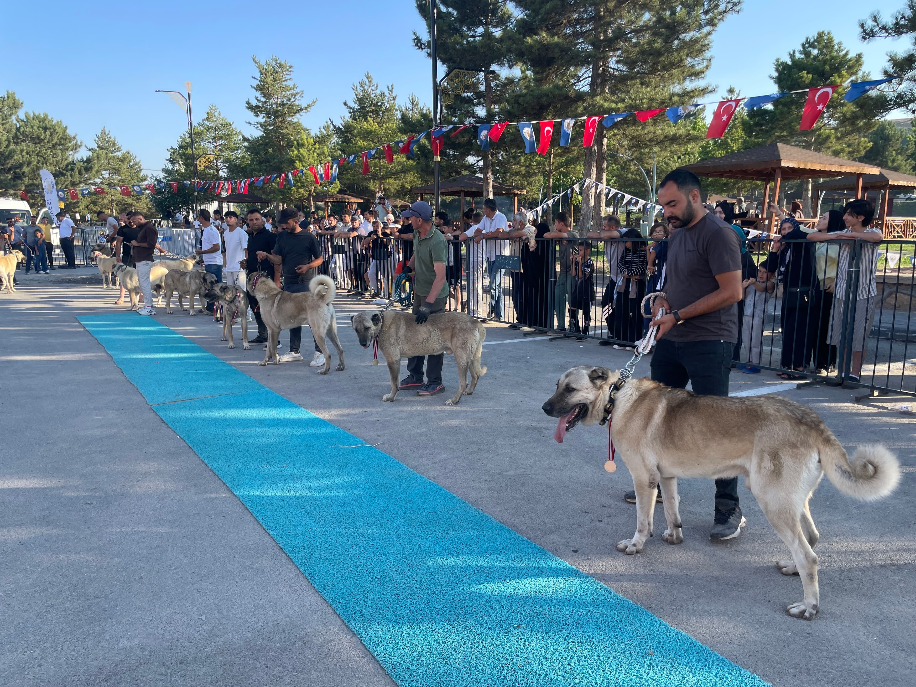 Bozkırın aslanları Sivas'ta podyuma çıktı: 22 ilden 253 Kangal güzellik için yarıştı