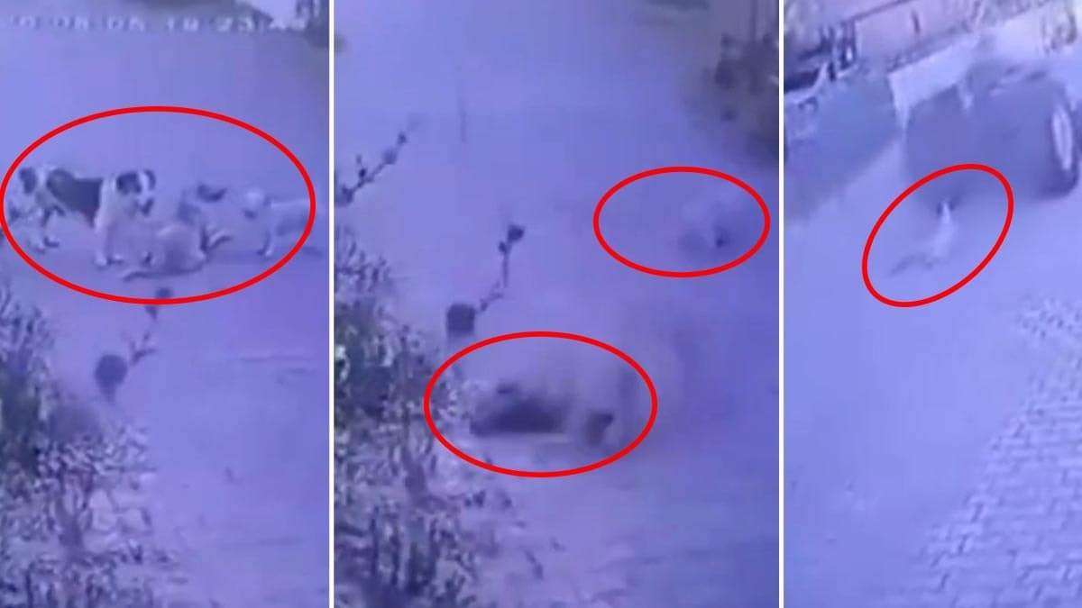 Sokakta kendi halinde duran köpeklere silahla ateş açan şahıs güvenlik kameralarına yakalandı