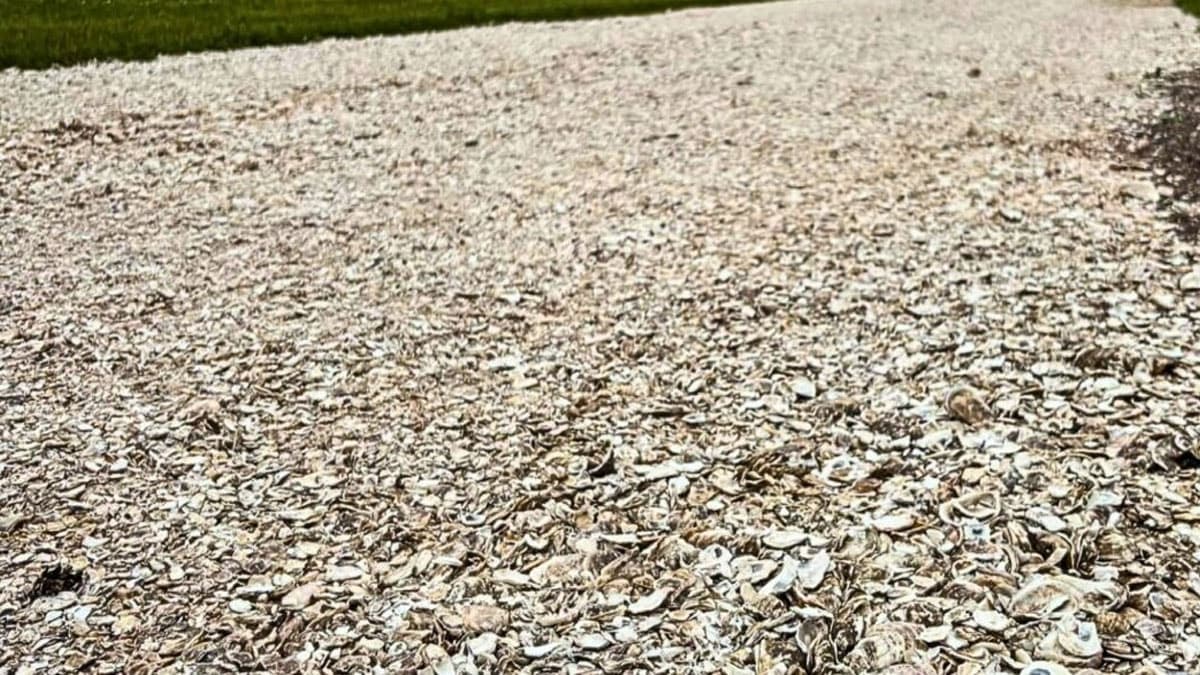 Çöpe gitmekten kurtardı, devasa bir kalkana dönüştürdü