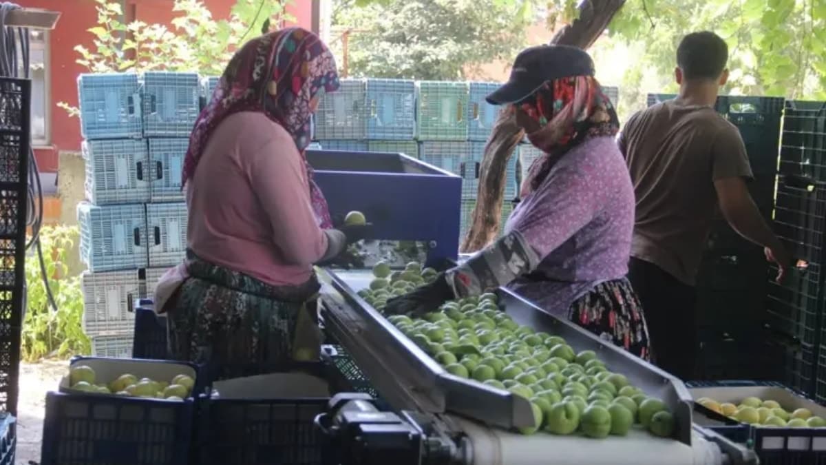 Çiftçinin yeni umudu: Kilosu 100 TL'den alıcı buluyor, 10 bin ton rekolte hedefleniyor