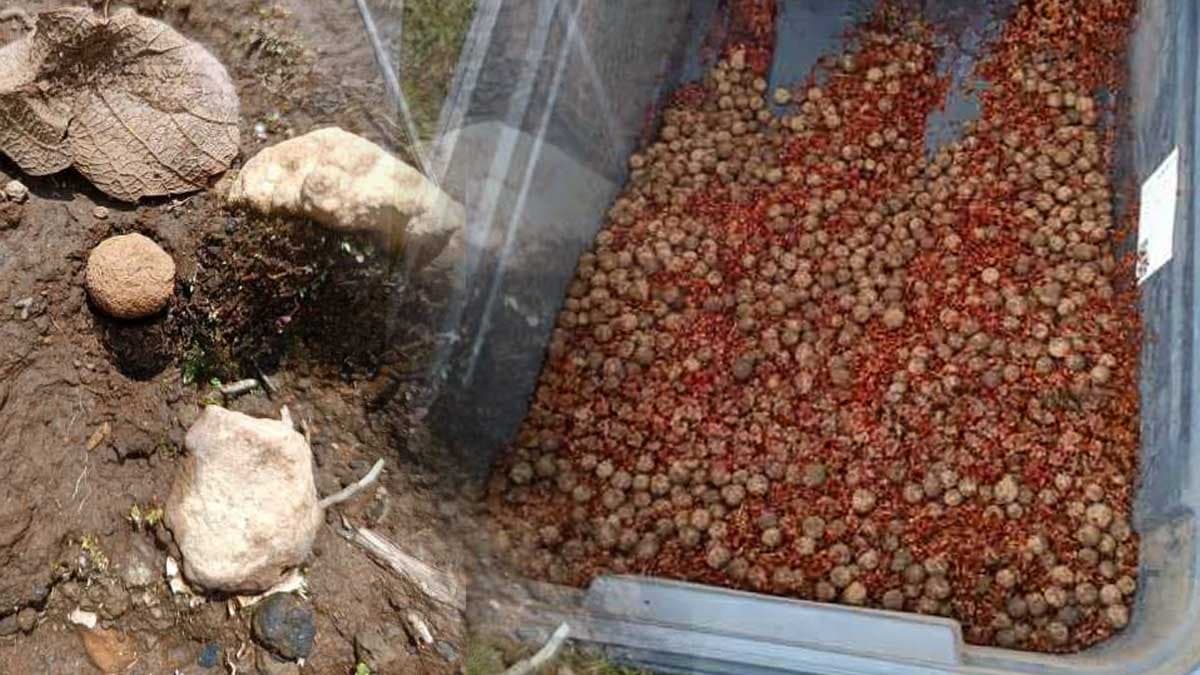 Gökyüzünden 660 bin adet bırakıldı: Ekonomide yeni dönem kapıda