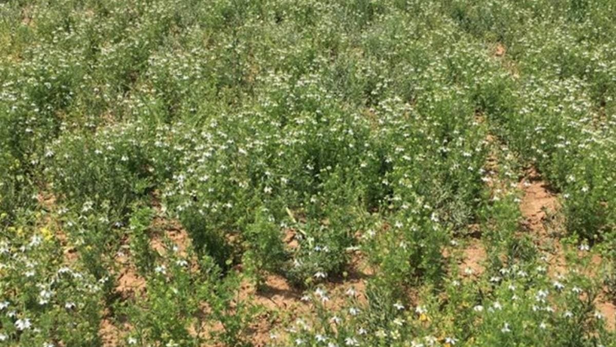 Siyah İncirde Hasat Sezonu Başladı: Susuz Yetişen Bu Ürün Çiftçiye Yıllık Gelir Vaat Ediyor