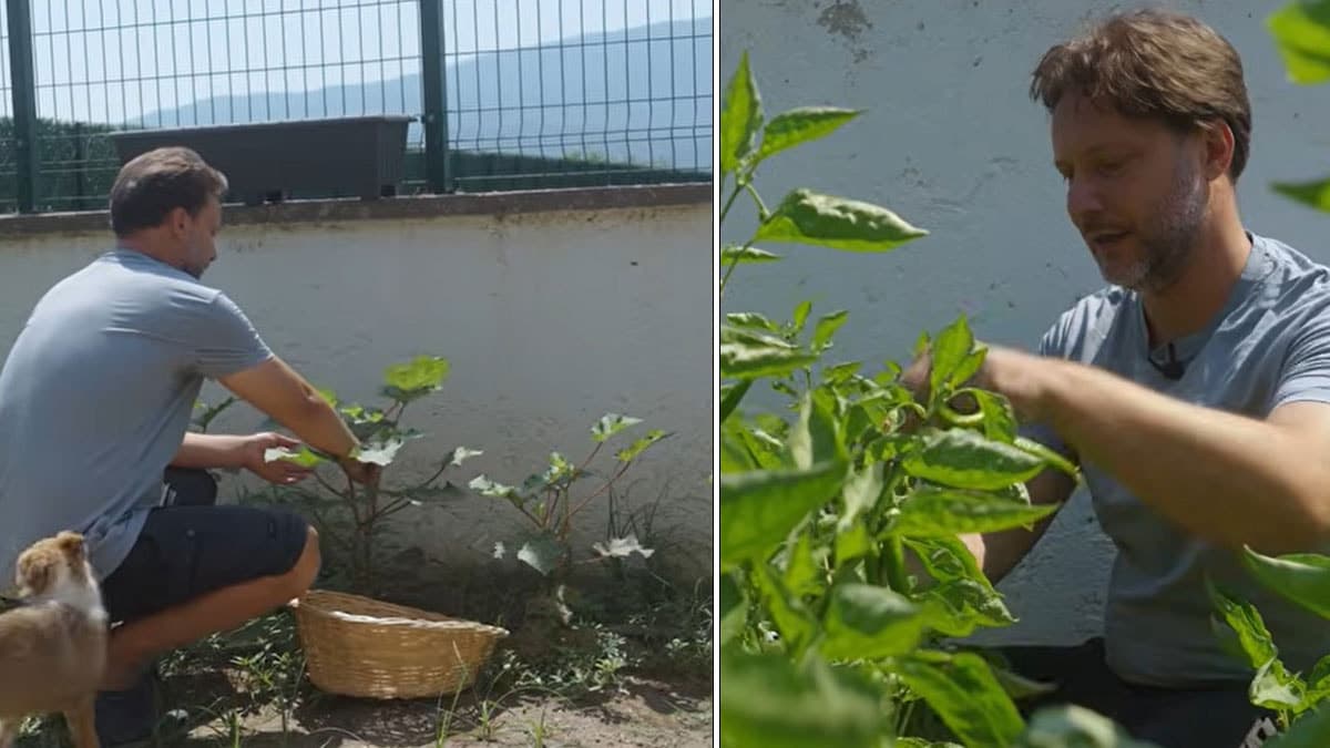 Ünlü oyuncu Gökmen Kasabalı şehir hayatını bıraktı: Köyde bahçesinde hasat yapıyor