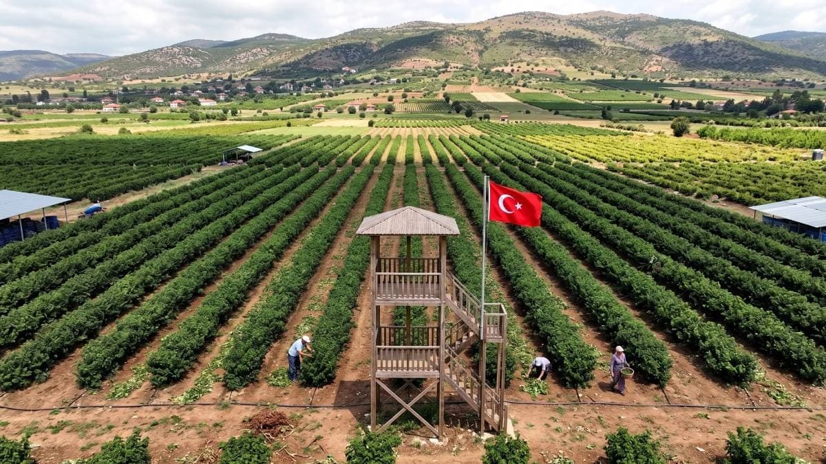 En pahalı hasat başladı: Damla damla işleniyor litresi 666 bin TL'ye satılıyor