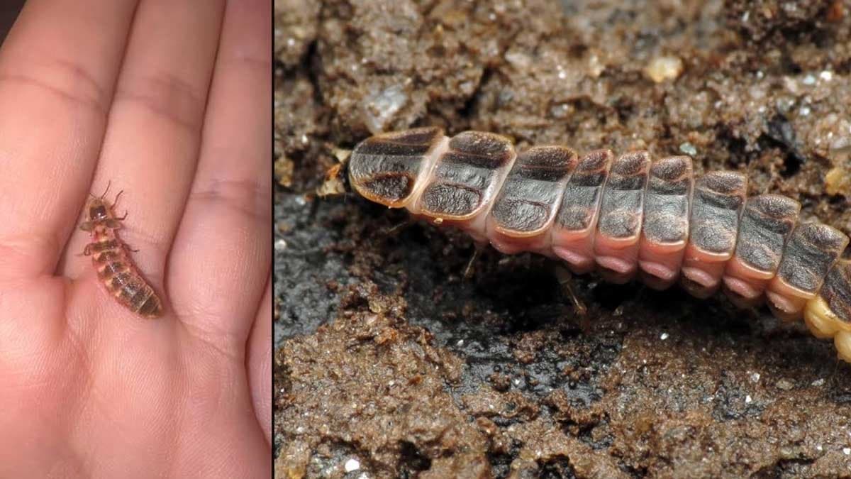 Parklara kovalarla gidenlere belediyeden 'dur' kararı
