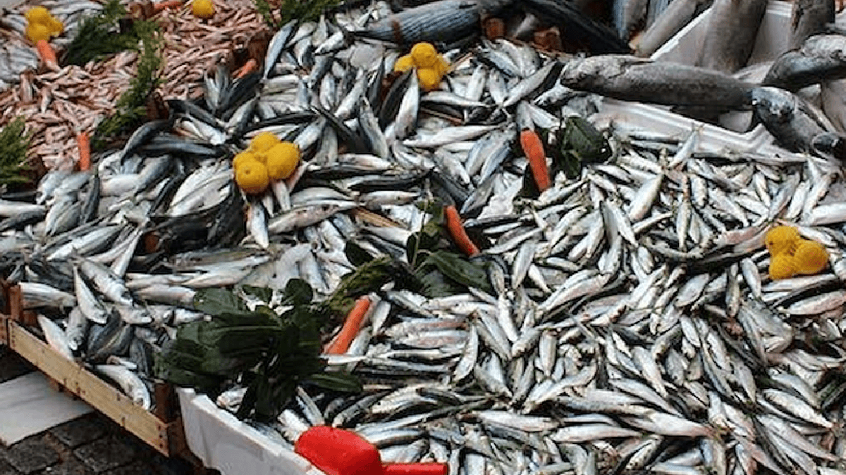 Balığın Kralından Daha Zengin: Tezgahlarda 10 Liraya Satılan Omega-3 Deposu