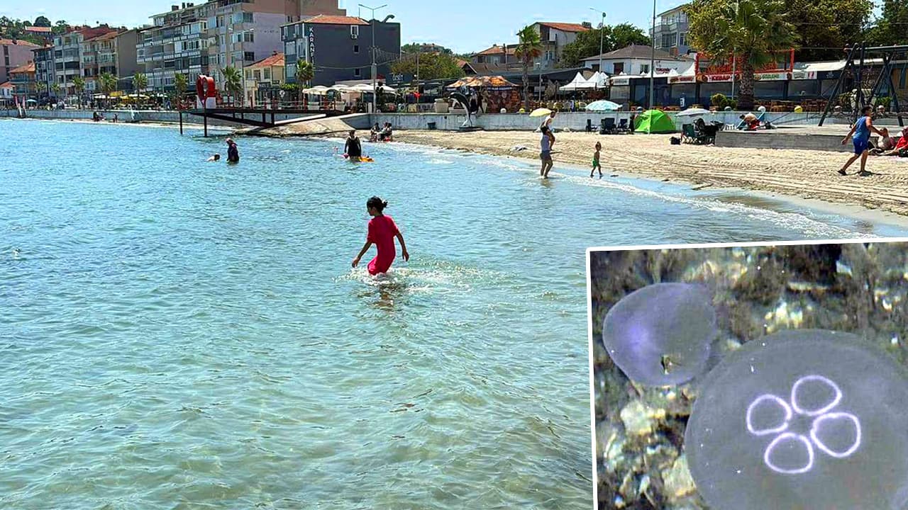 Marmara'da denize girenlerin korkulu rüyası oldular. Temas edince hemen deniz suyuyla yıkayın