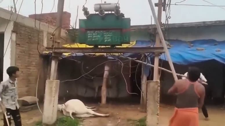 Hindistan'da elektrik akımına kapılan inek köylüleri isyan ettirdi