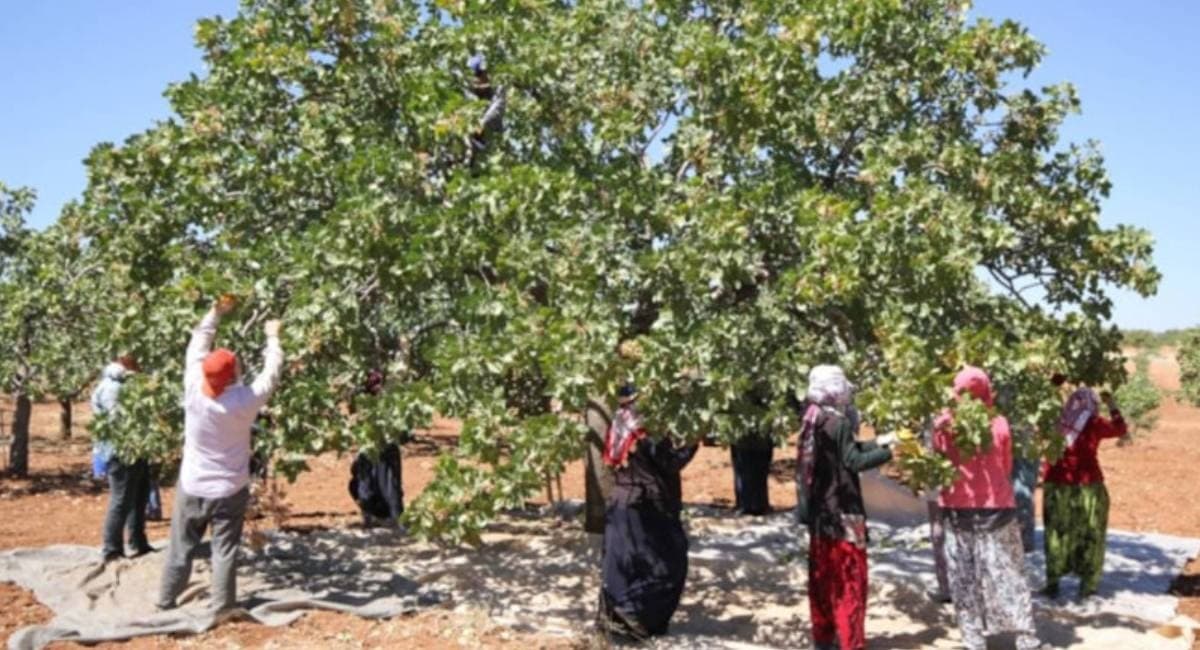 Askerlikte keşfetti, köyüne taşıdı: 66 yıldır aynı ağaçtan rekor hasat alıyor
