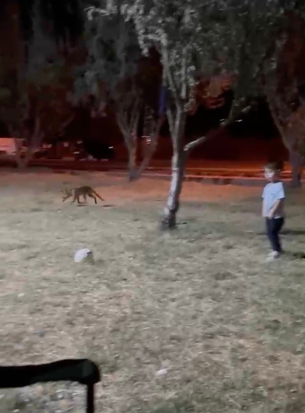 Çanakkale'de tilki, 3 yaşındaki çocuğun topunu ağzına alıp kaçtı