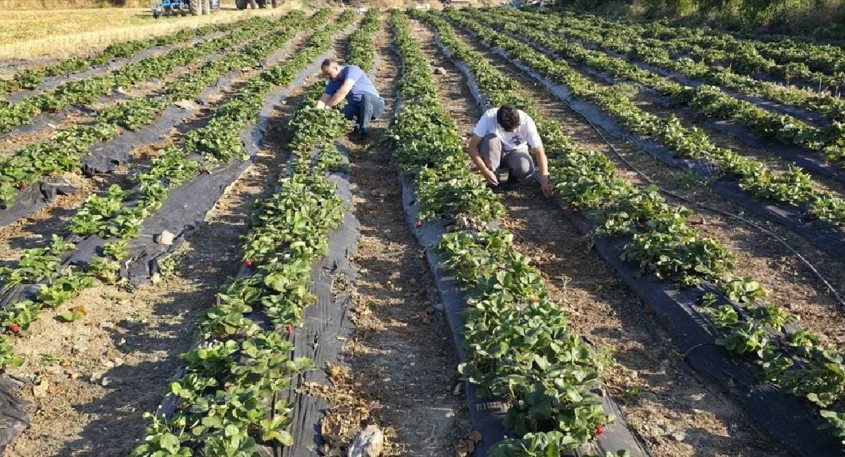 Altın Değerinde Hasat: Çevre İllerden Sipariş Yağıyor, Üreticiler Taleplere Yetişemiyor